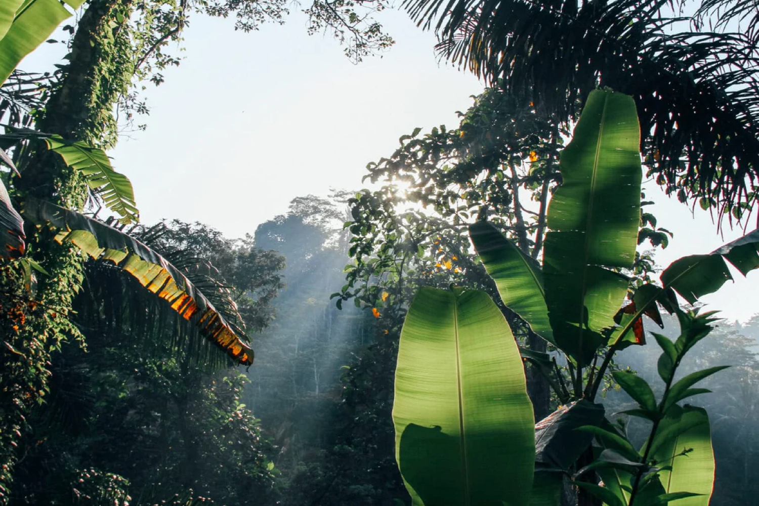 アマゾンの熱帯雨林に771本の植樹をしました！