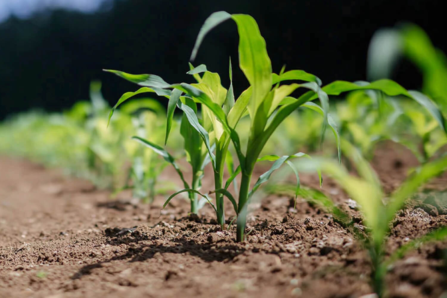 722本の木を、生物多様性のために植樹しました！